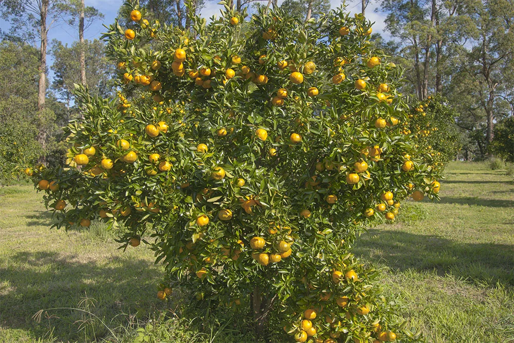 IMG_6989 as Smart Object-1.jpg