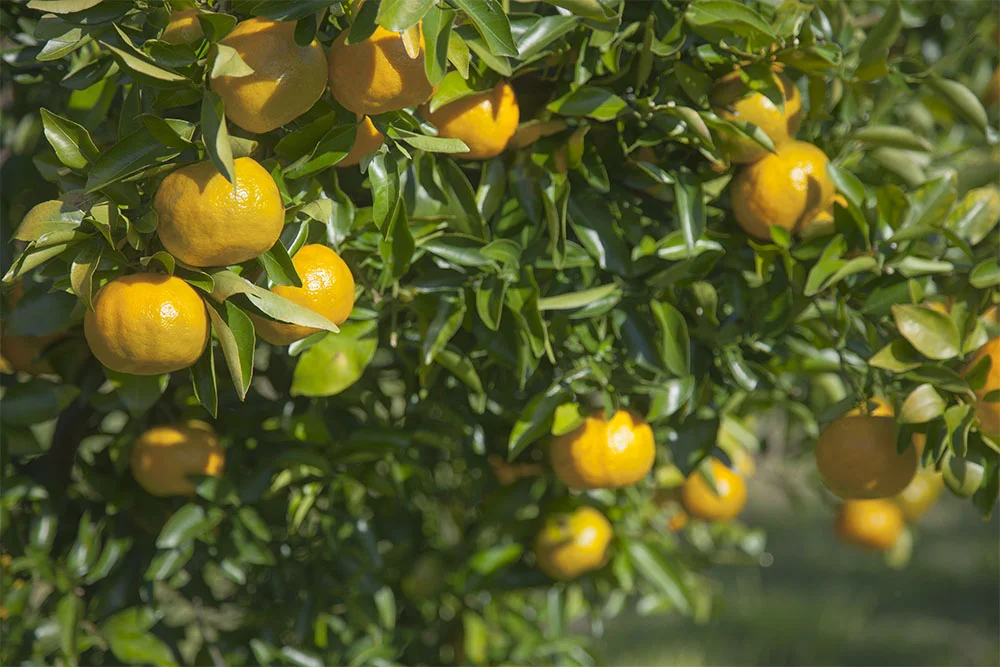 IMG_6992 as Smart Object-1.jpg