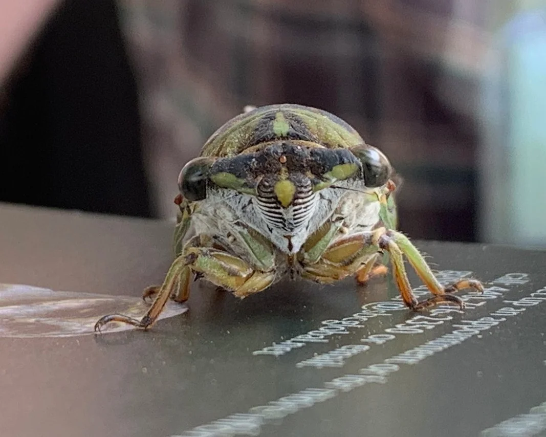 This Cicada posed for a mugshot.