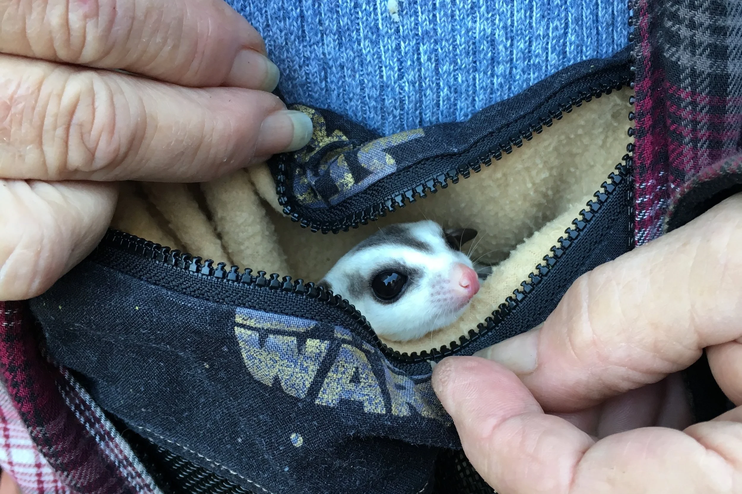 This was very exciting for me. This is a sugar glider. Another artist had 4 in her super awesome star wars pouch. She said they can live for 20 years.