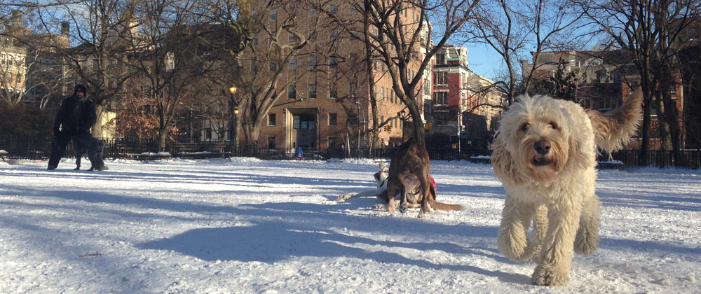 About Tompkins Square Dog Run