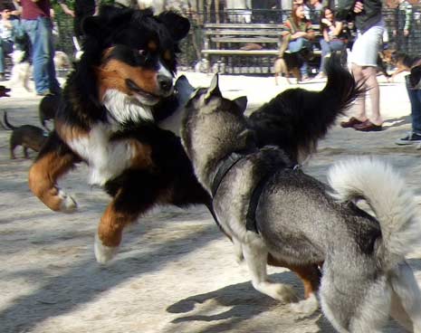 Maddie and Nico join in a romp