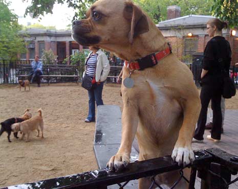Standing at the gates of the small dog area