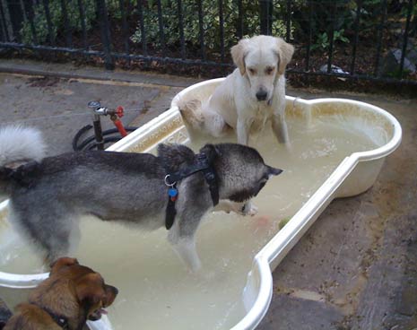 One of 3 pools for the dogs to cool off in during the summer