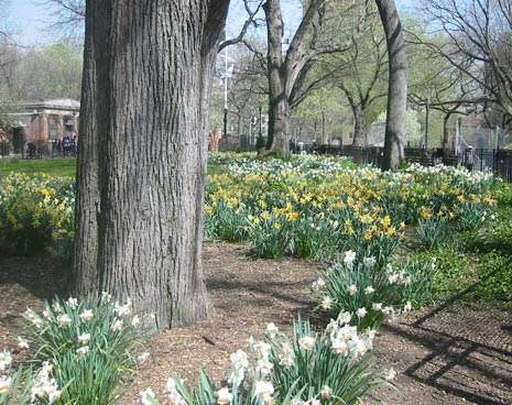 Spring comes to Tompkins Squre park
