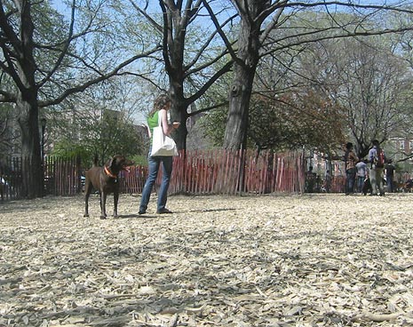 Our temporary large dog run