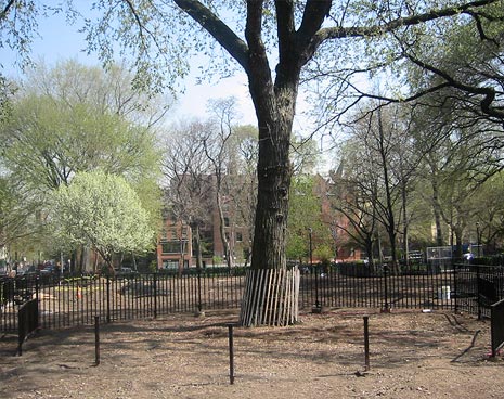 The large elm will be fitted with a circular ground deck for root protection. The three posts in the foreground are being removed so it will remain open and increase the size of the small dog arera. In the summer months it will be the location of our new swimming pool, plus running water and a drinking fountain for small dogs.