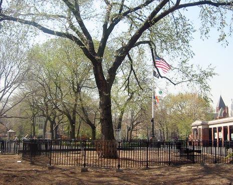 View of the ancient elm from inside the large dog area