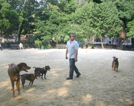 The renovated run features a state-of-the-art surface that drains well, is dust-free, and best of all is paw-friendly so the dogs love to run on it.