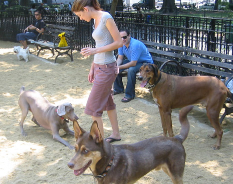 The dog park is open from 6 a.m. - midnight, 365 days a year. We're located in Tompkins Square Park - NYC, along the 9th street path between Avenue A & B. 