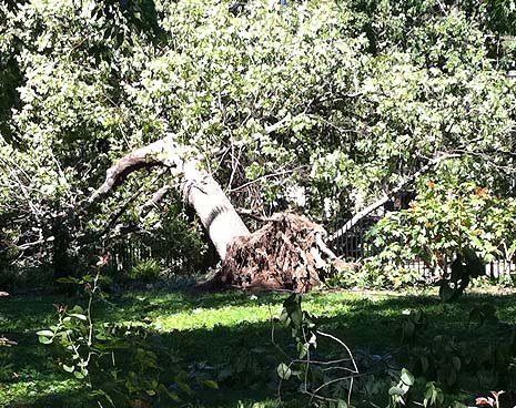 Hurricane Irene toppled many trees in the park