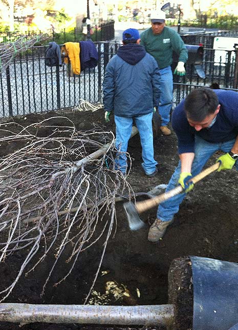 Two Kwanzan Cherries and a giant Tulip Poplar are planted in the largest tree pit