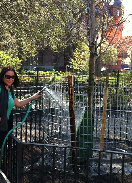 Andrea (Misha) begins watering the new trees