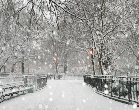 Tompkins Square in the snow storm