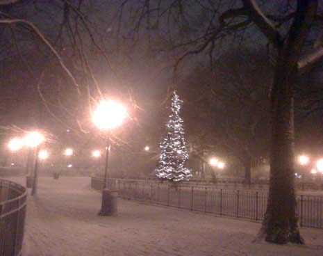 The Christmas Tree in Tompkins Square 