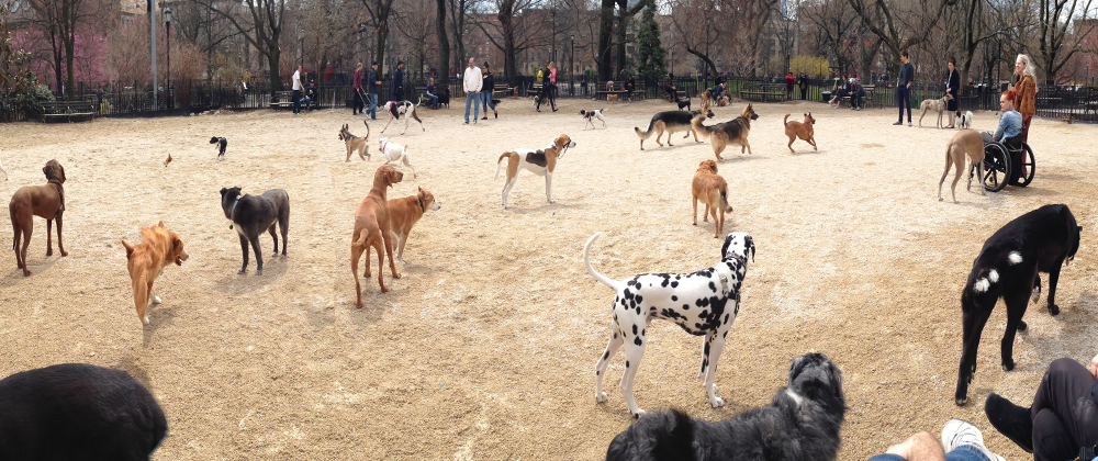 The Large Dog Run in Tompkins Square Park