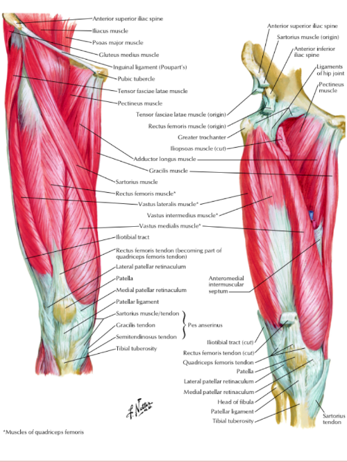 Reference: Netter, Atlas of Human Anatomy