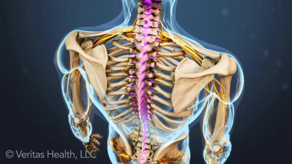 spinal-canal-spinal-cord.jpeg