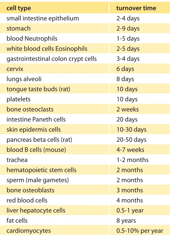 490-t1-CellsBodyReplacementRate-16.jpg