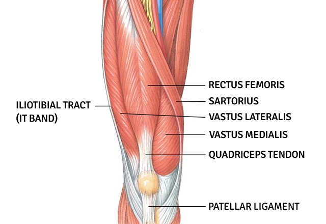 quadriceps-muscles-640x440.png