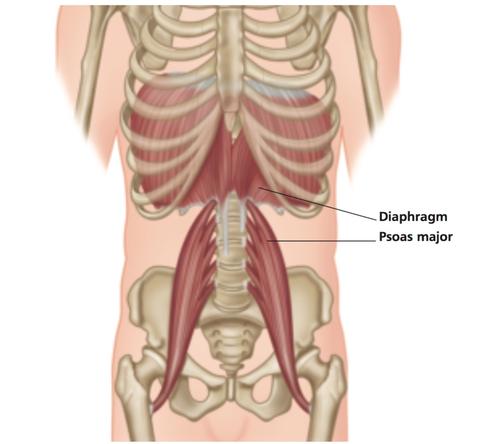 The_Vital_Psoas_NAT_Master_Course_-_COURSE_MATERIAL__page_16_of_126_large.jpg