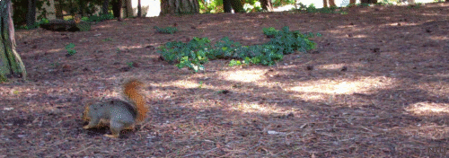 Digging Squirrel, UC Berkeley