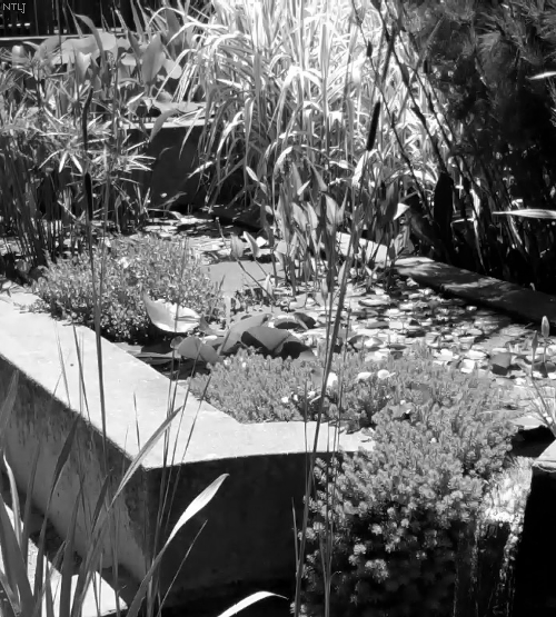 Pond and Flora, UC Berkeley