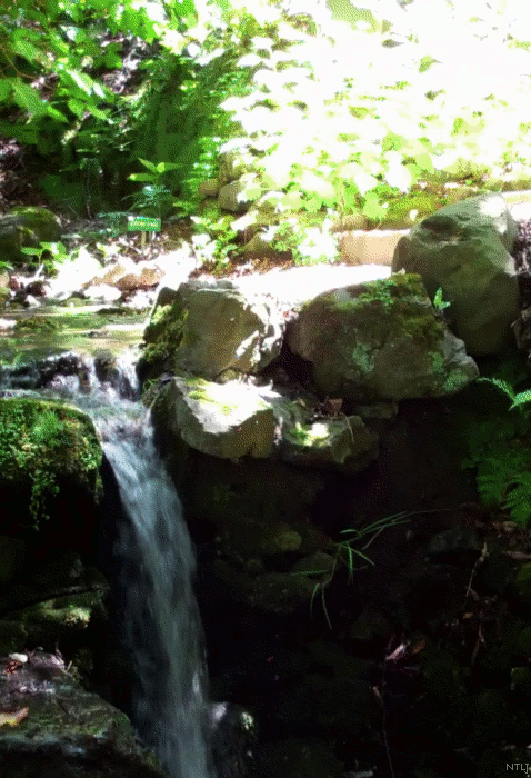 Stream in Botanical Garden, UC Berkeley