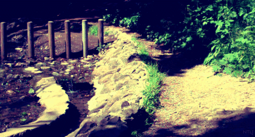 Codornices Park, Berkeley