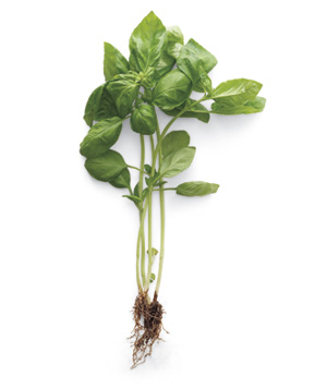 basil basil I love basil