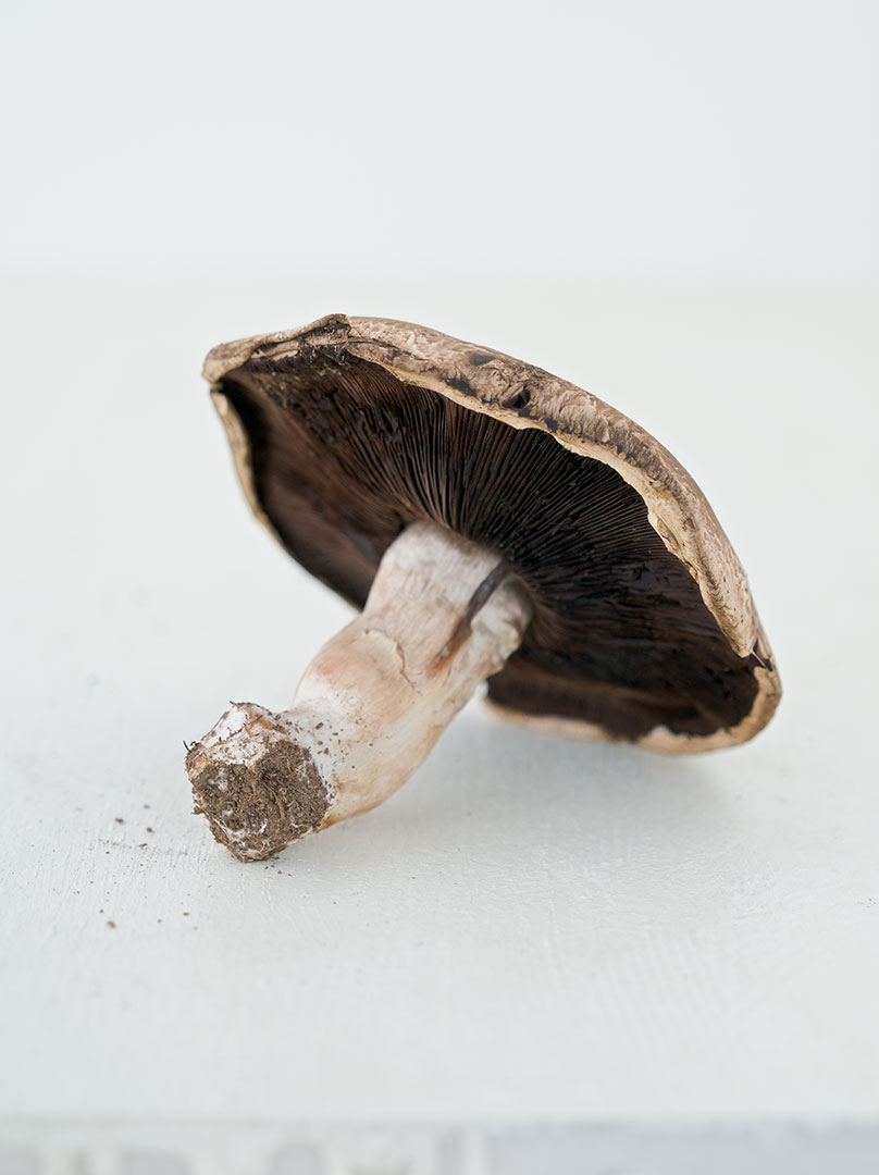 A fine looking Portobello.