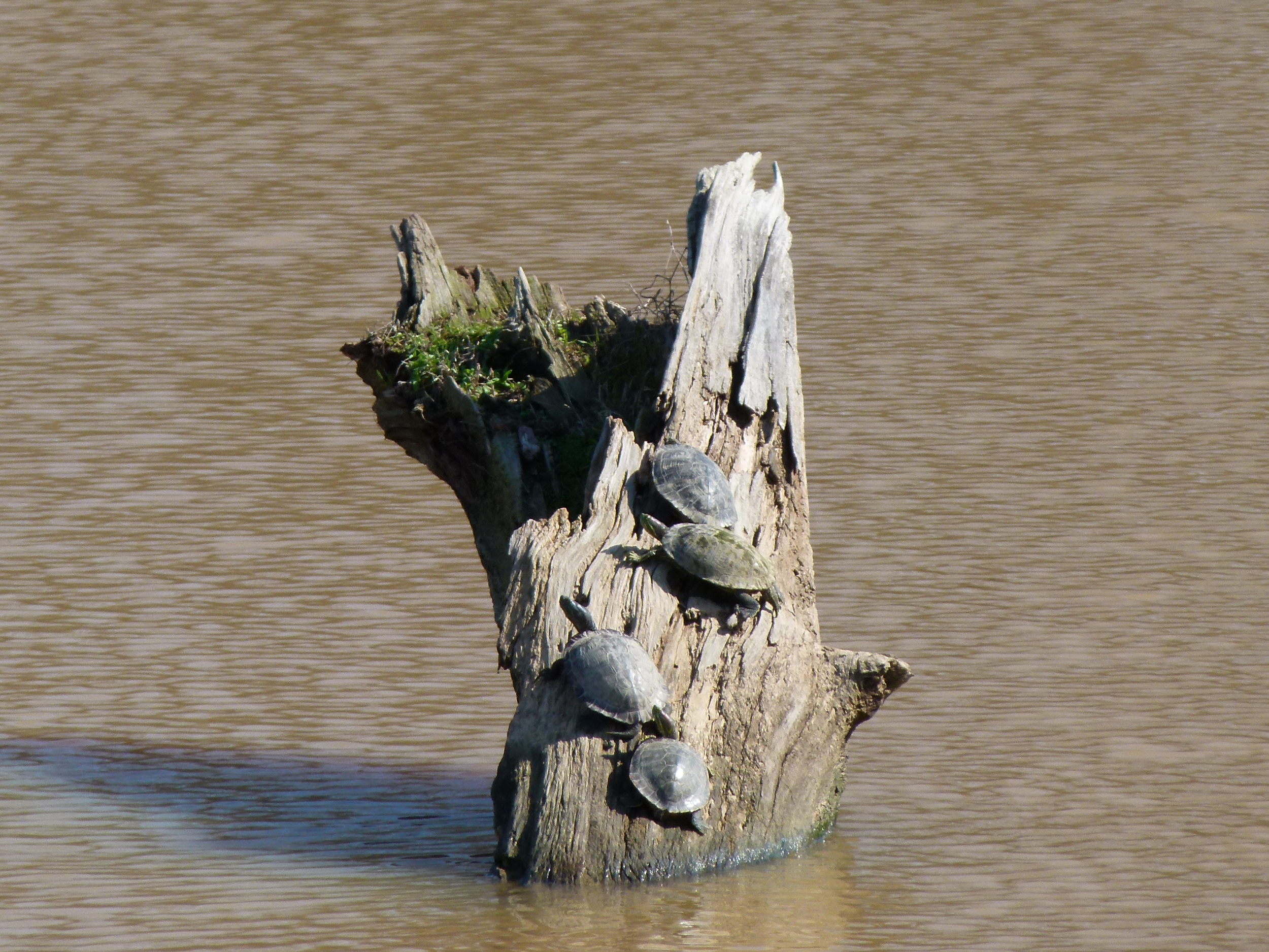  Turtles getting warm in the spring sun on the pond. 