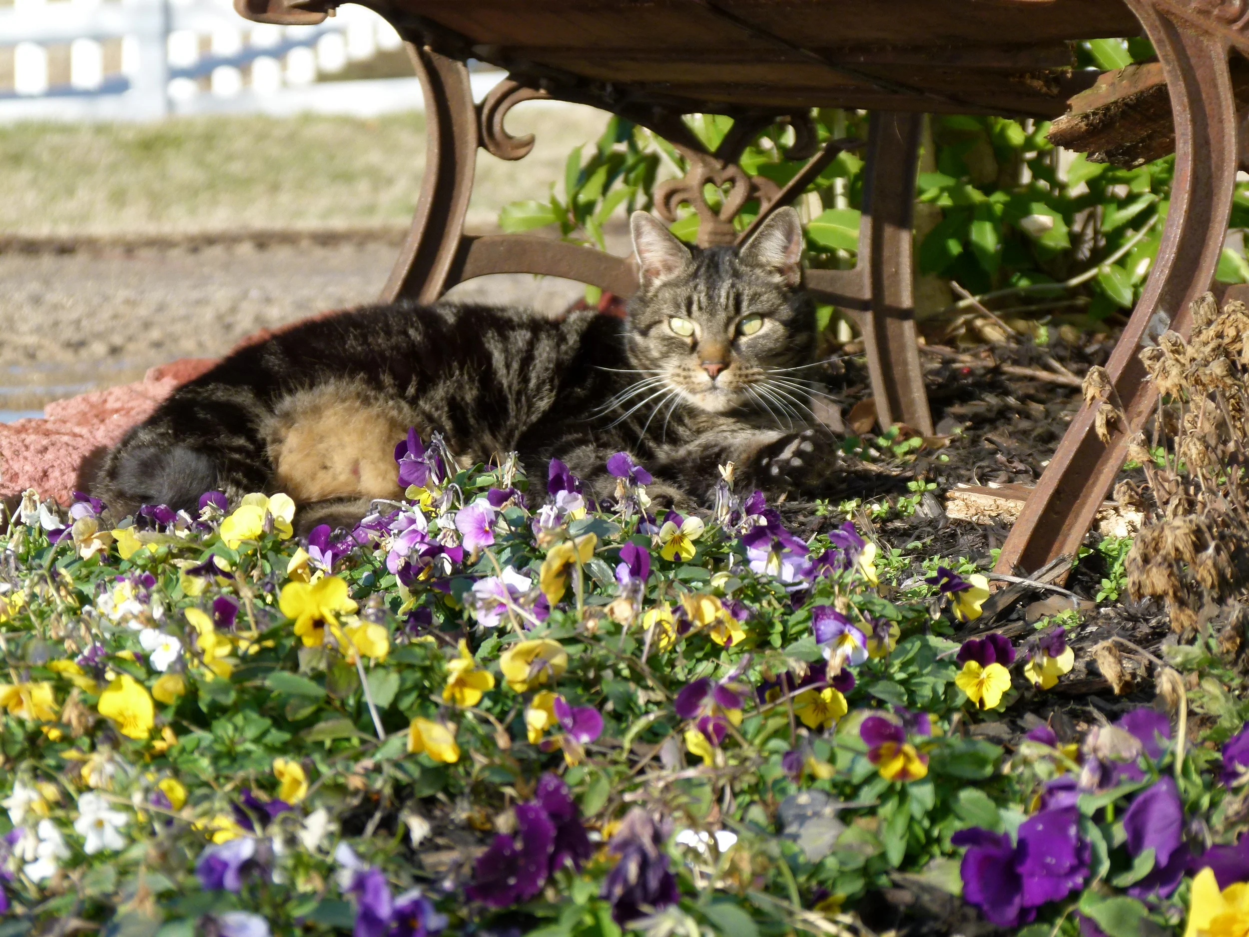  Theo, resident demouser and phat cat. 