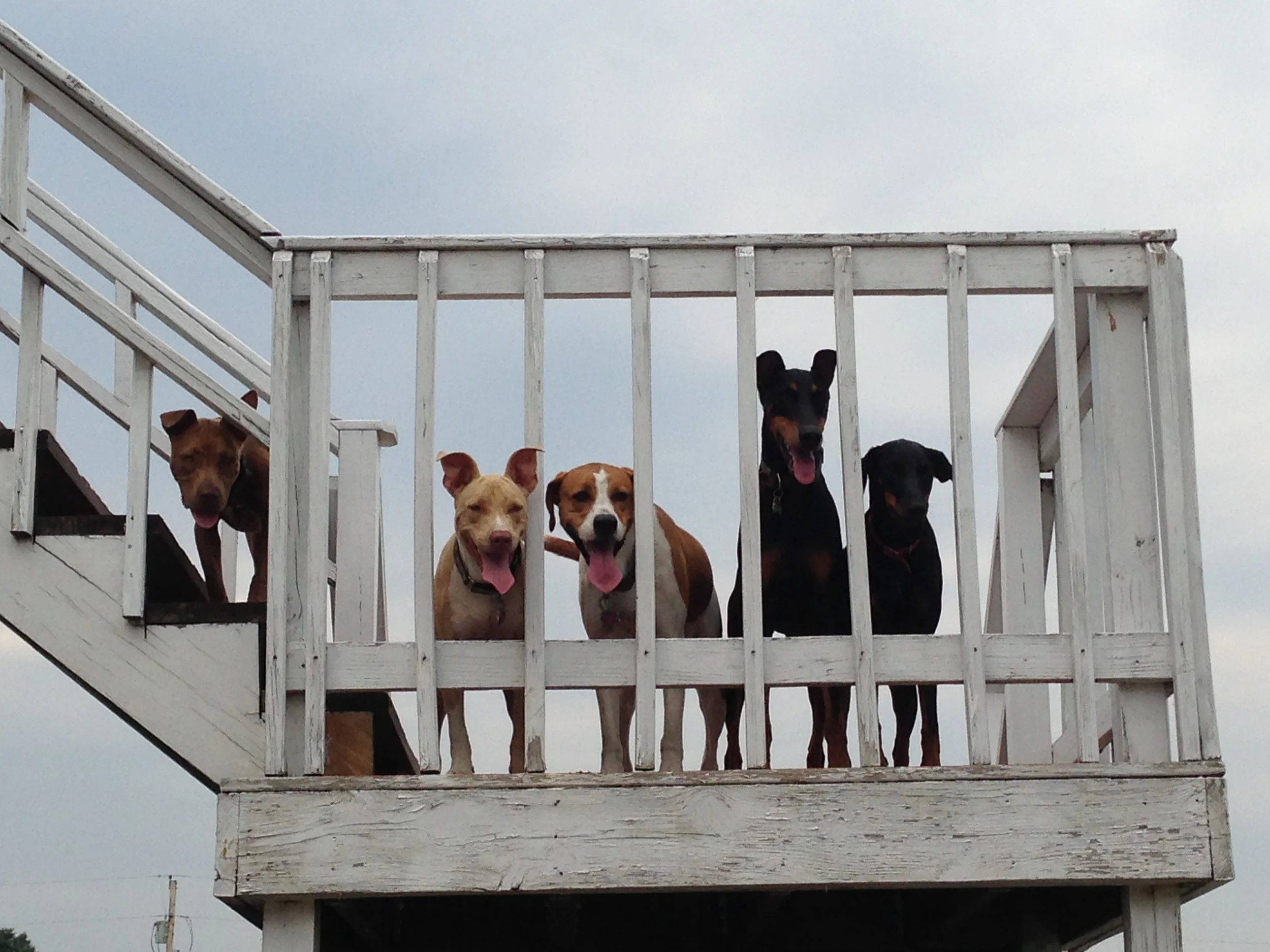  We have a very dog friendly atmosphere. 