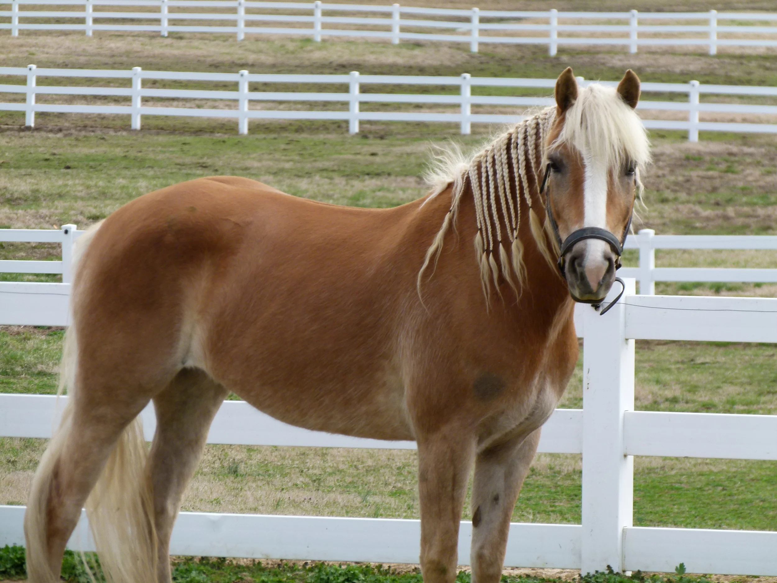  Alexandra, the belle of the ball 
