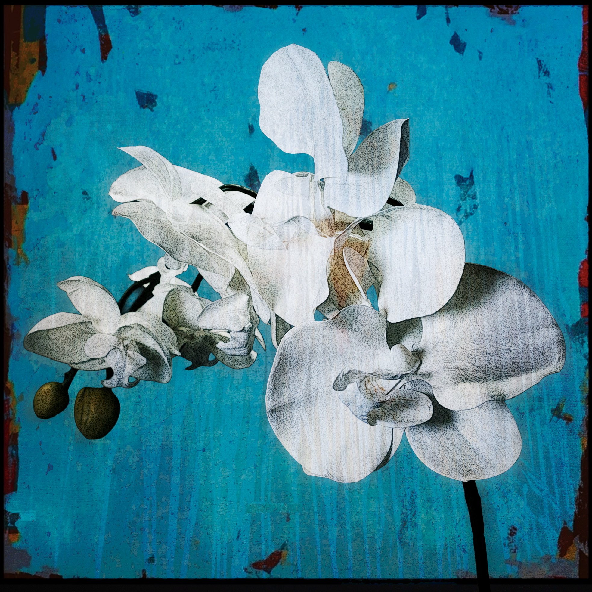 White Orchids