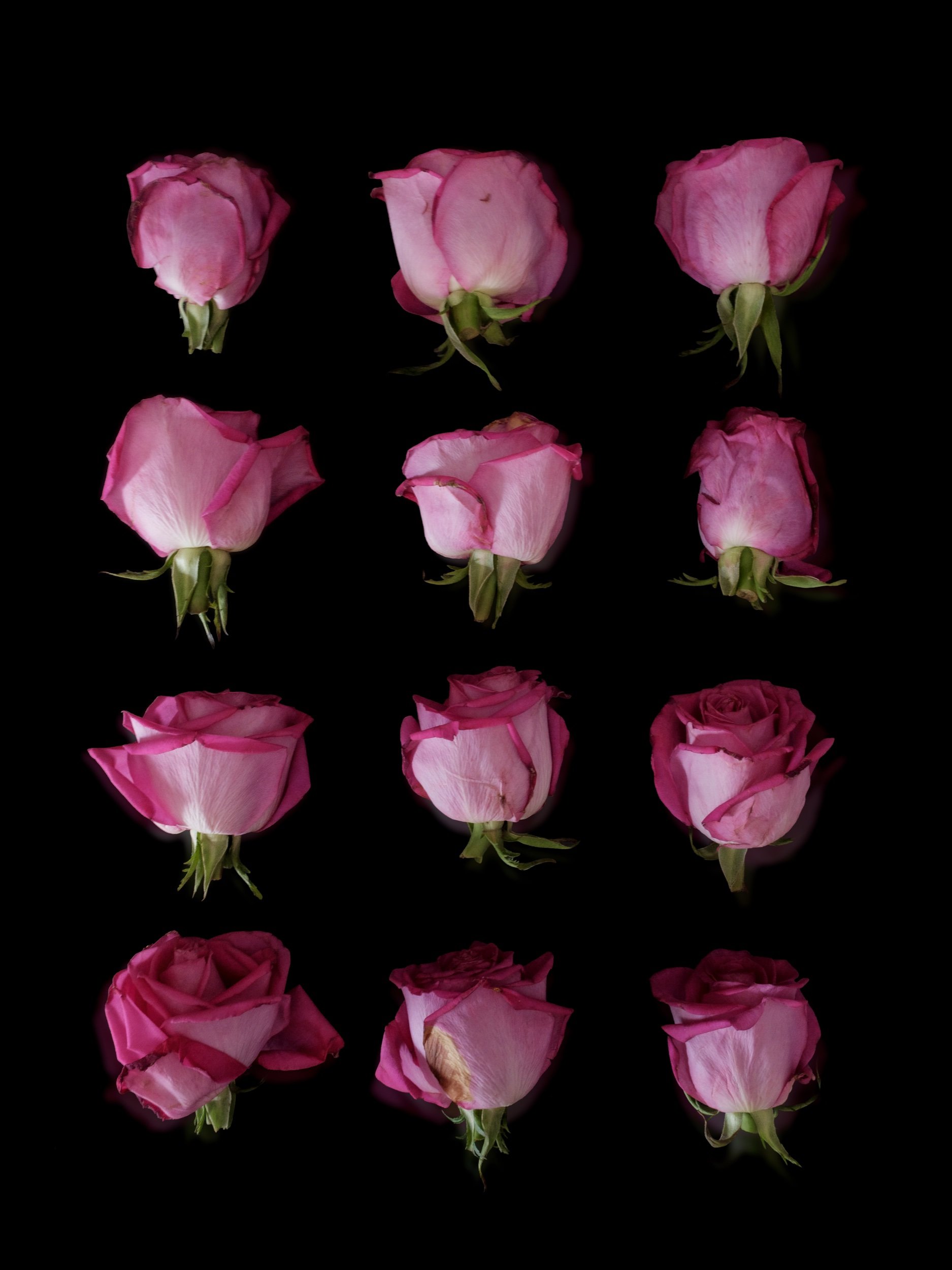 Twelve Roses