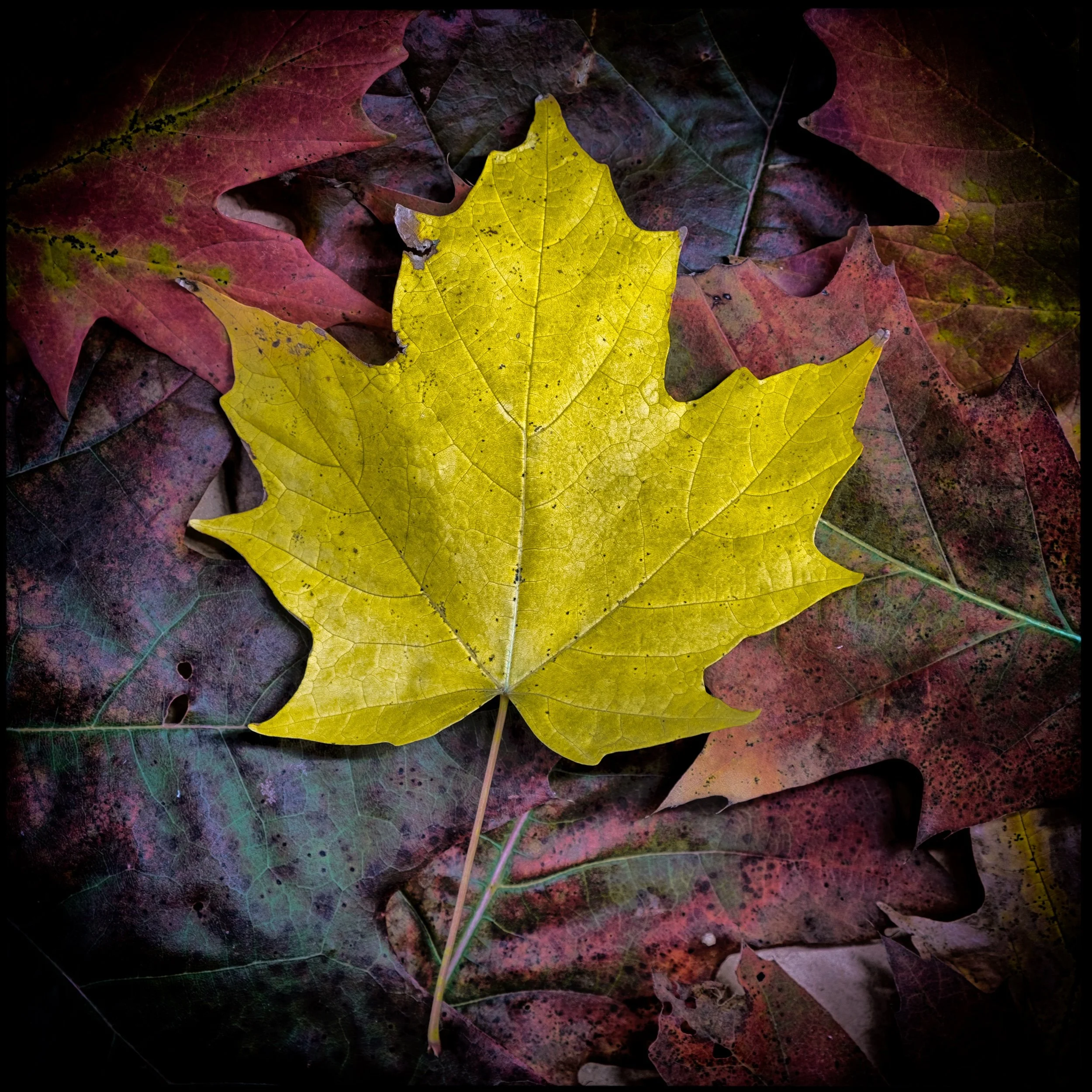 Yellow Maple on a Bed of Red Oak