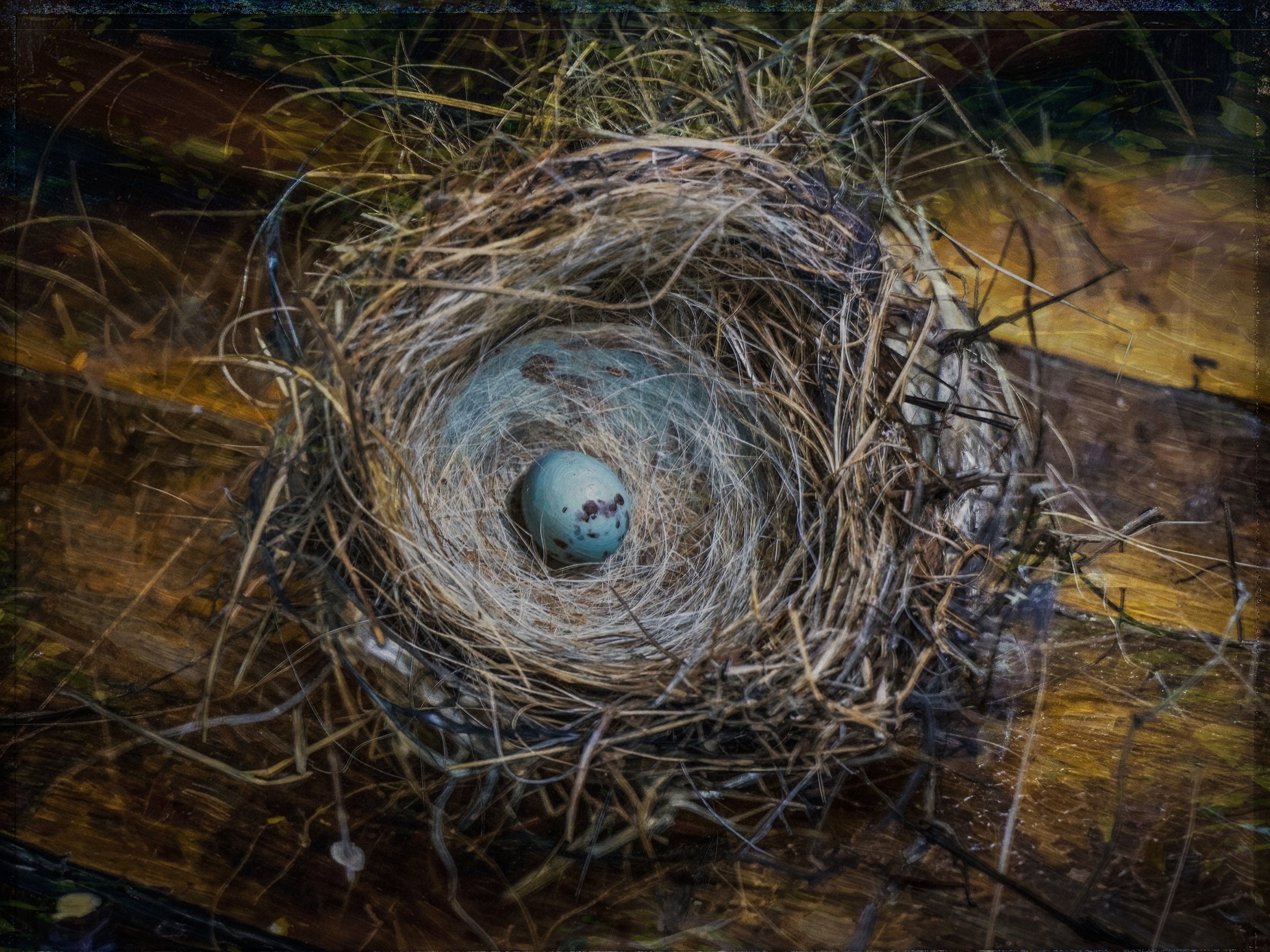 Still Life with Chipping Sparrow Nest
