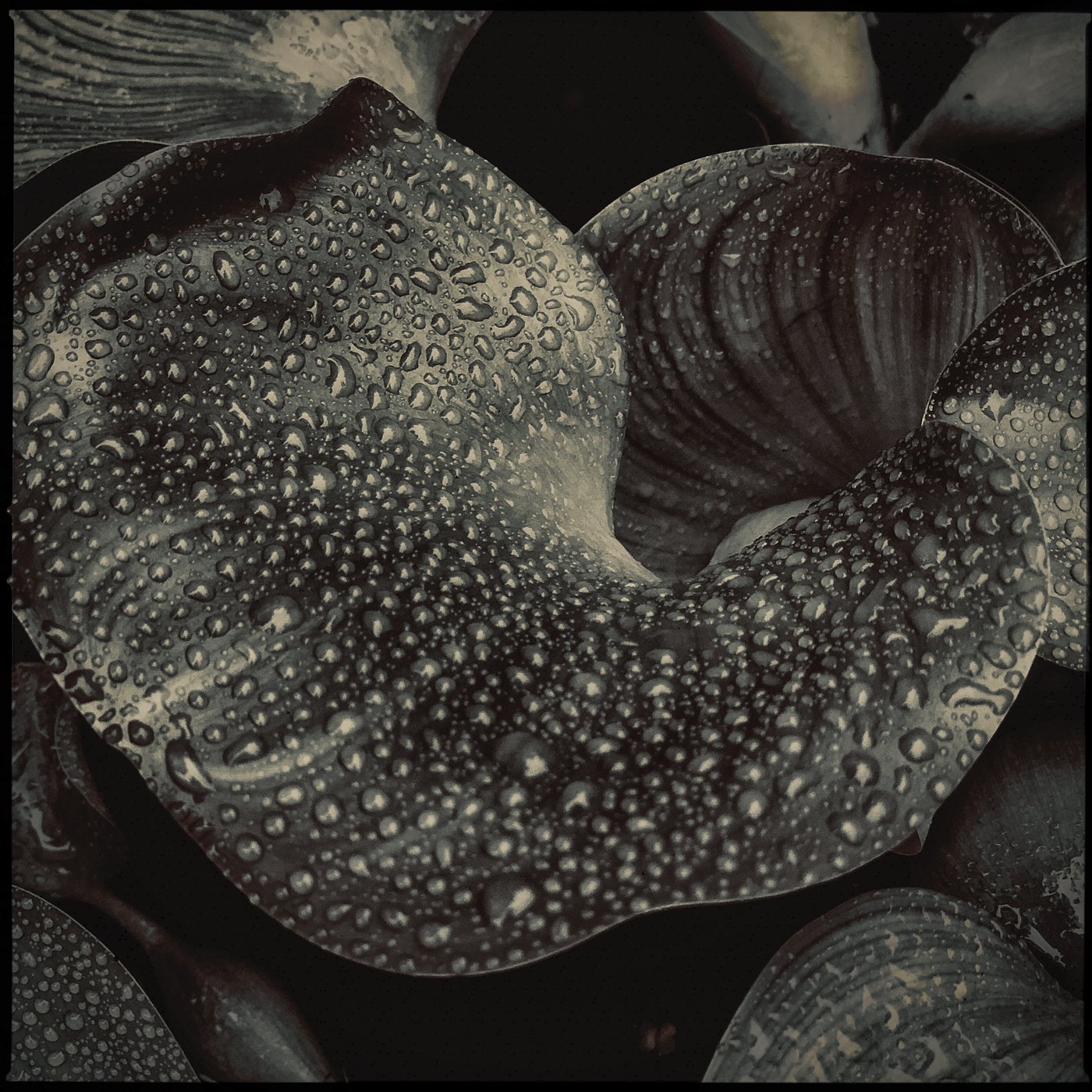 Water Hyacinth.jpg