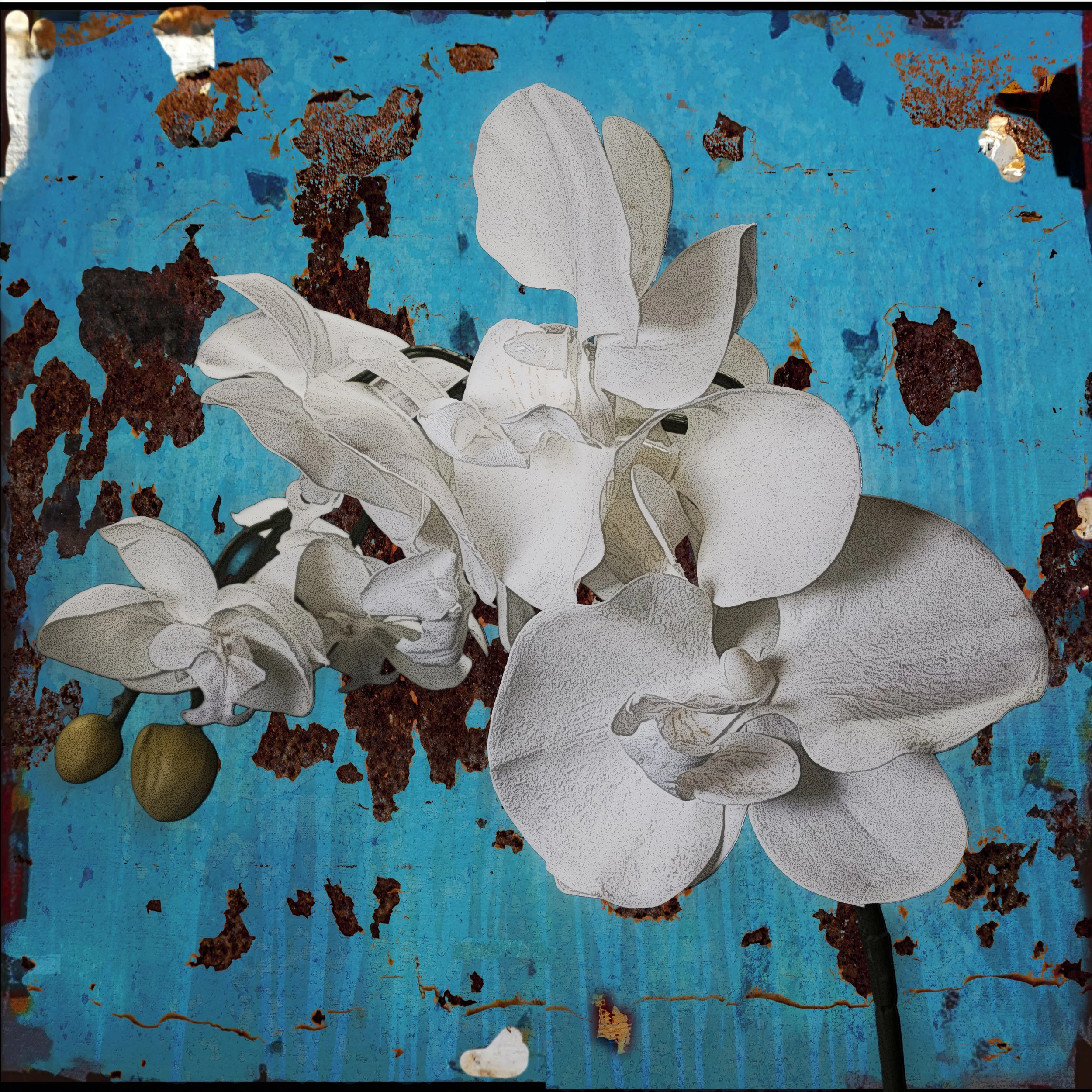 White Orchids.jpg