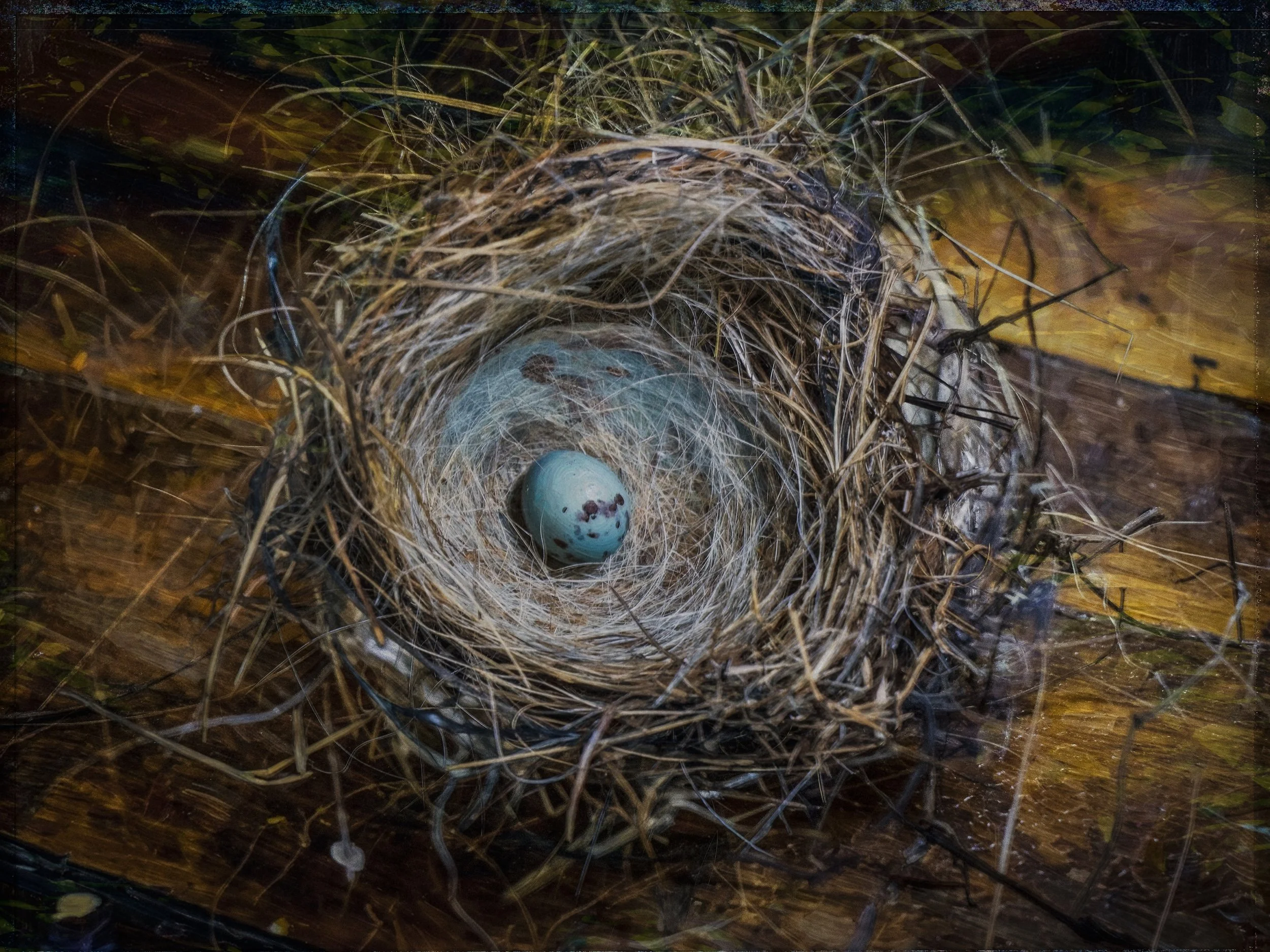 bird nest.jpg