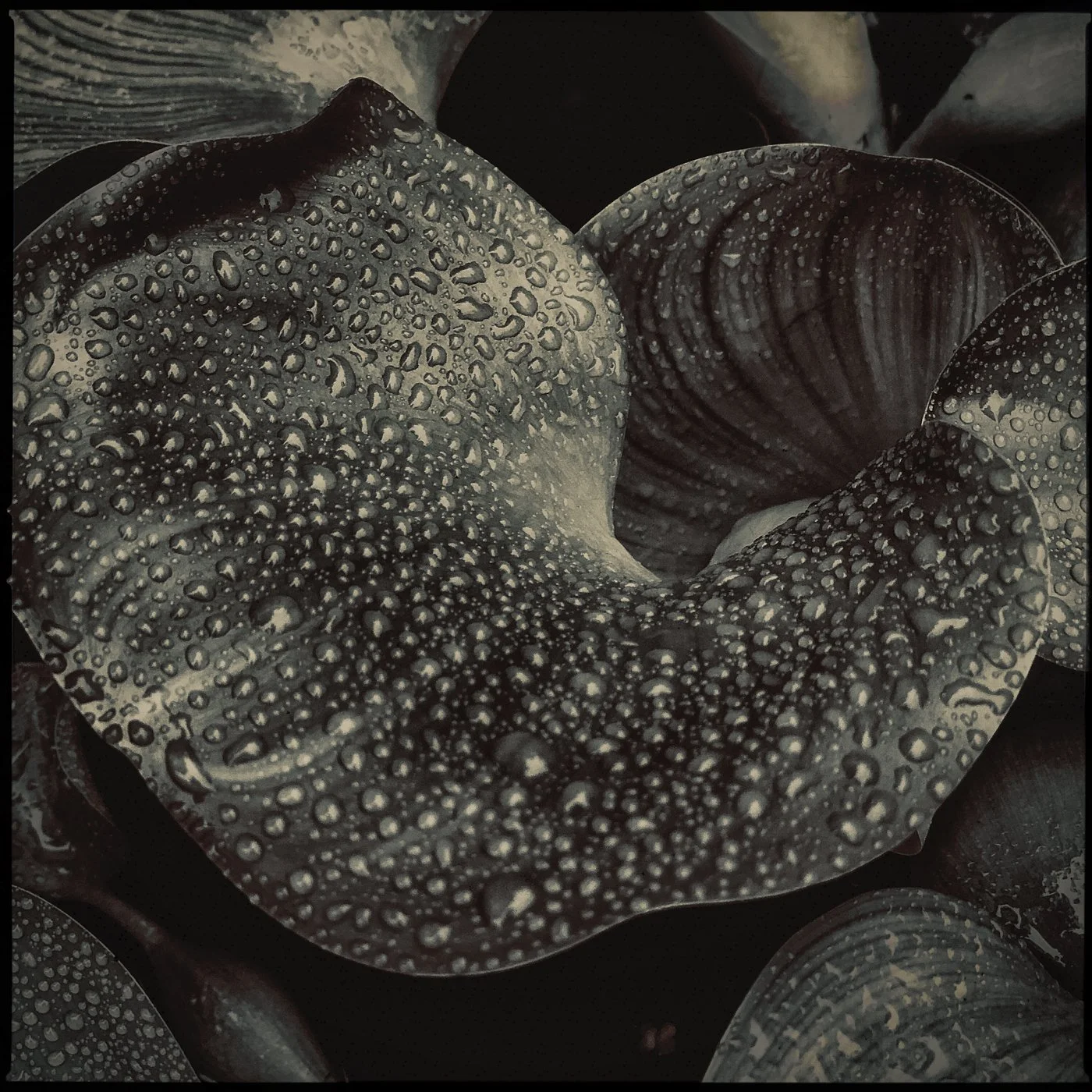 Water Hyacinth.jpg
