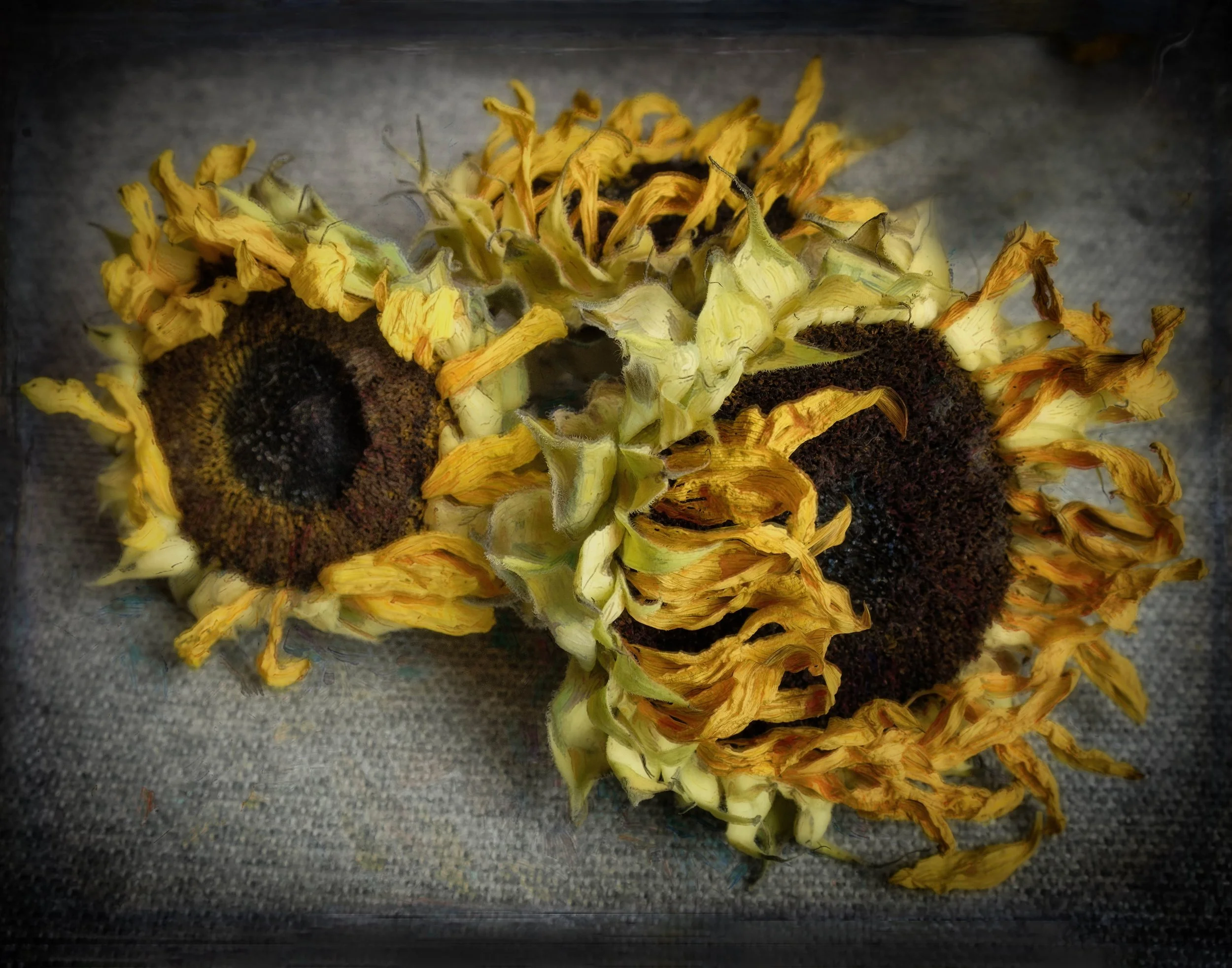 Sunflowers.jpg
