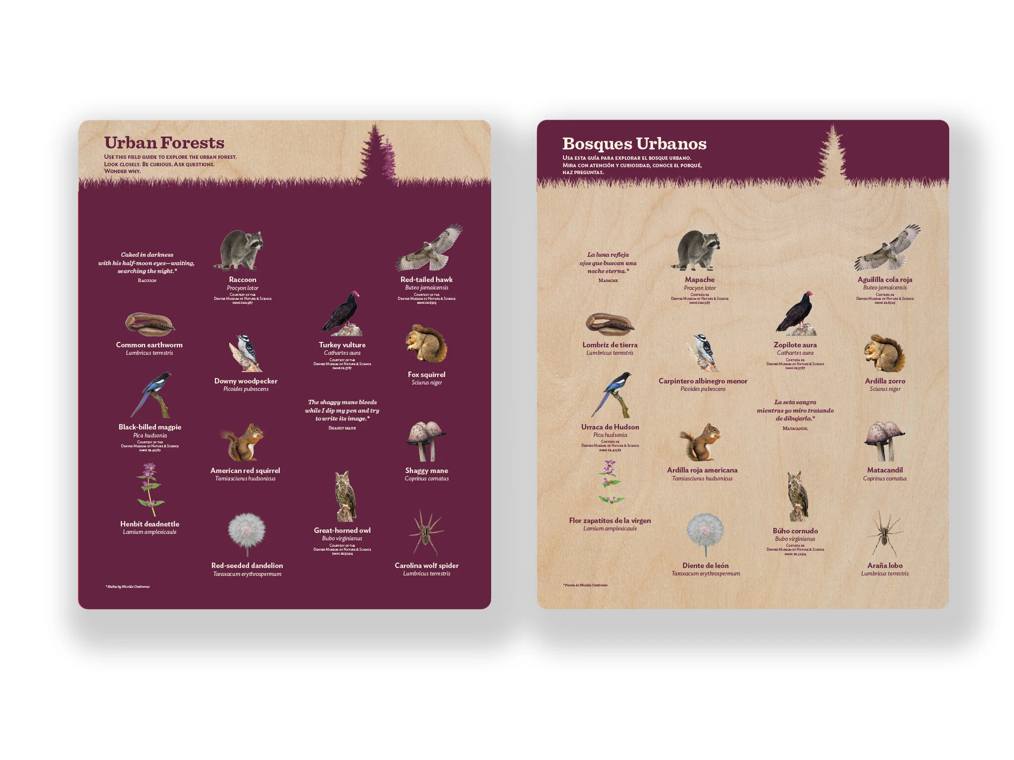 Urban Forest Field Guide layout for Nature All Around Us