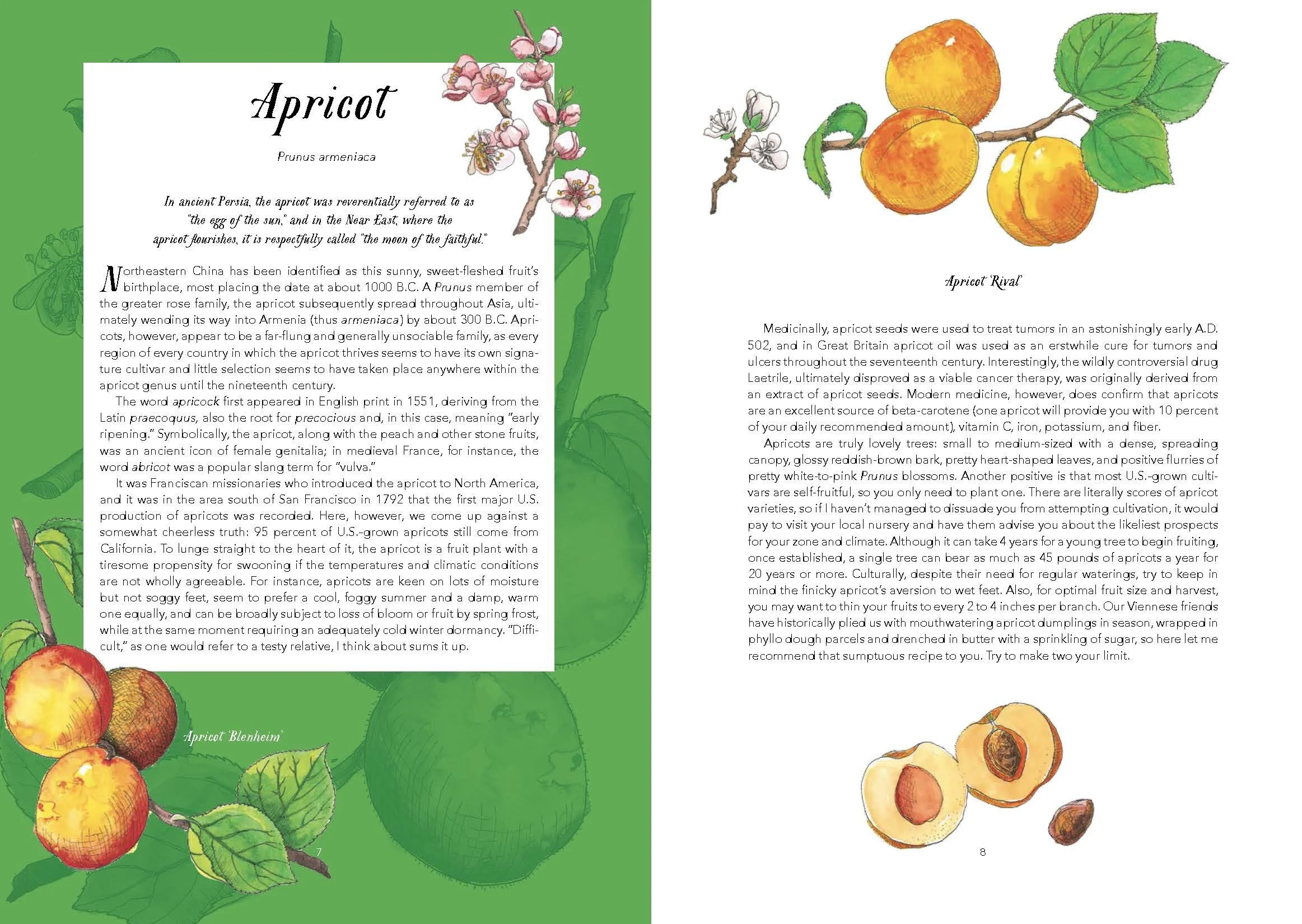 Illustrated-Edible-Plants-EBlad_Page_3.jpg