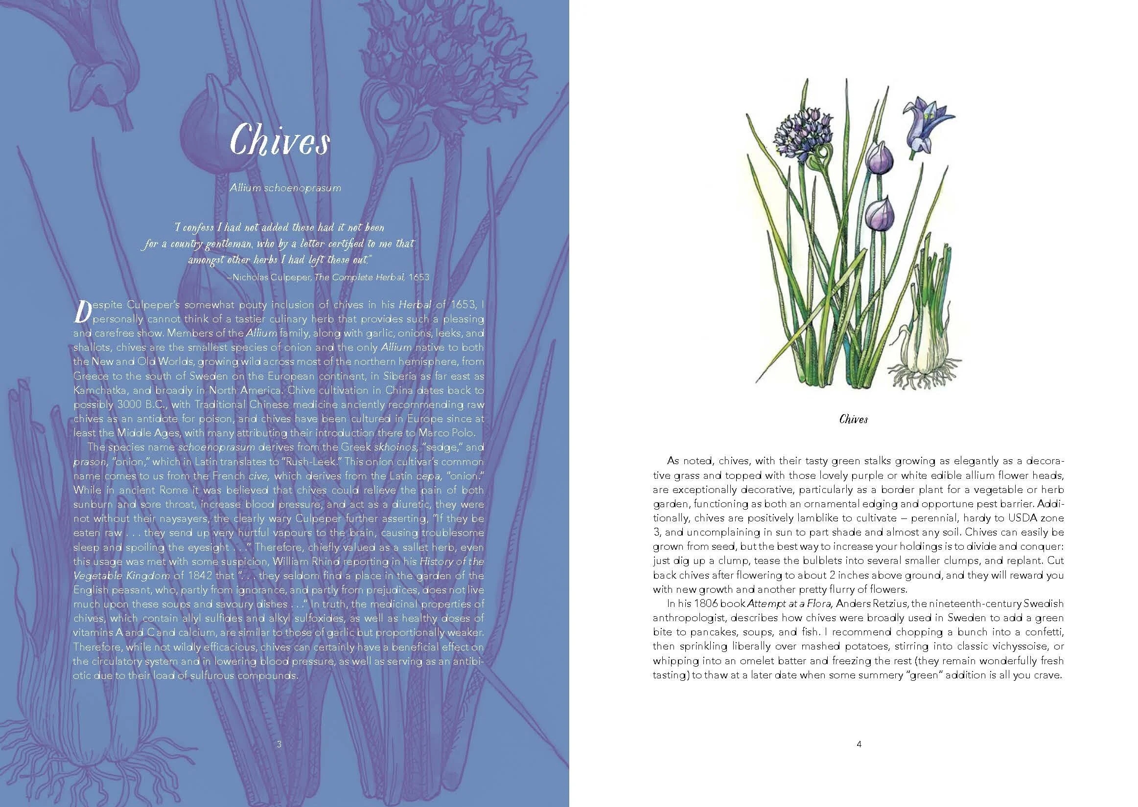 Illustrated-Edible-Plants-EBlad_Page_5.jpg