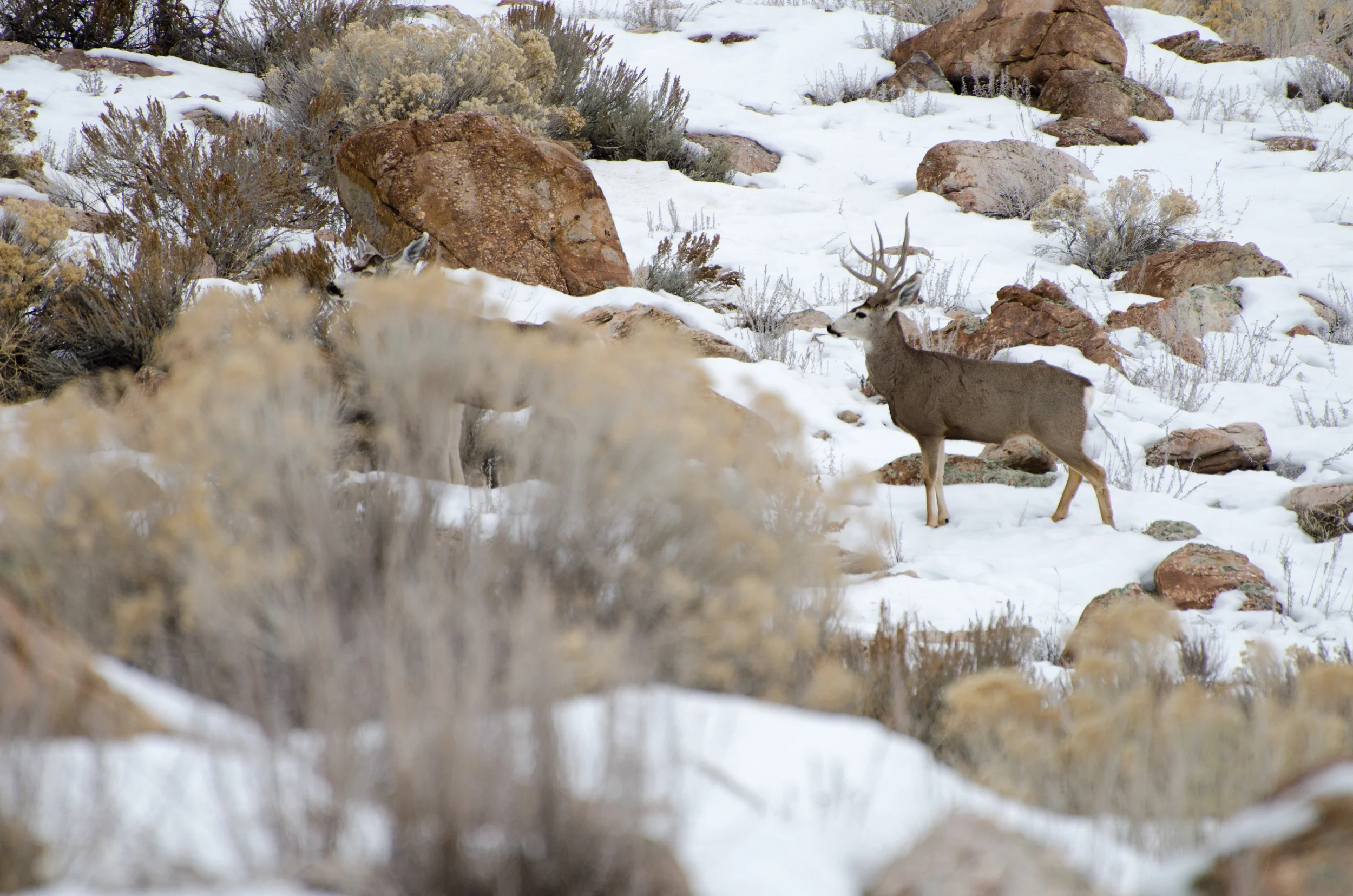 Antelope Island Deer.jpg