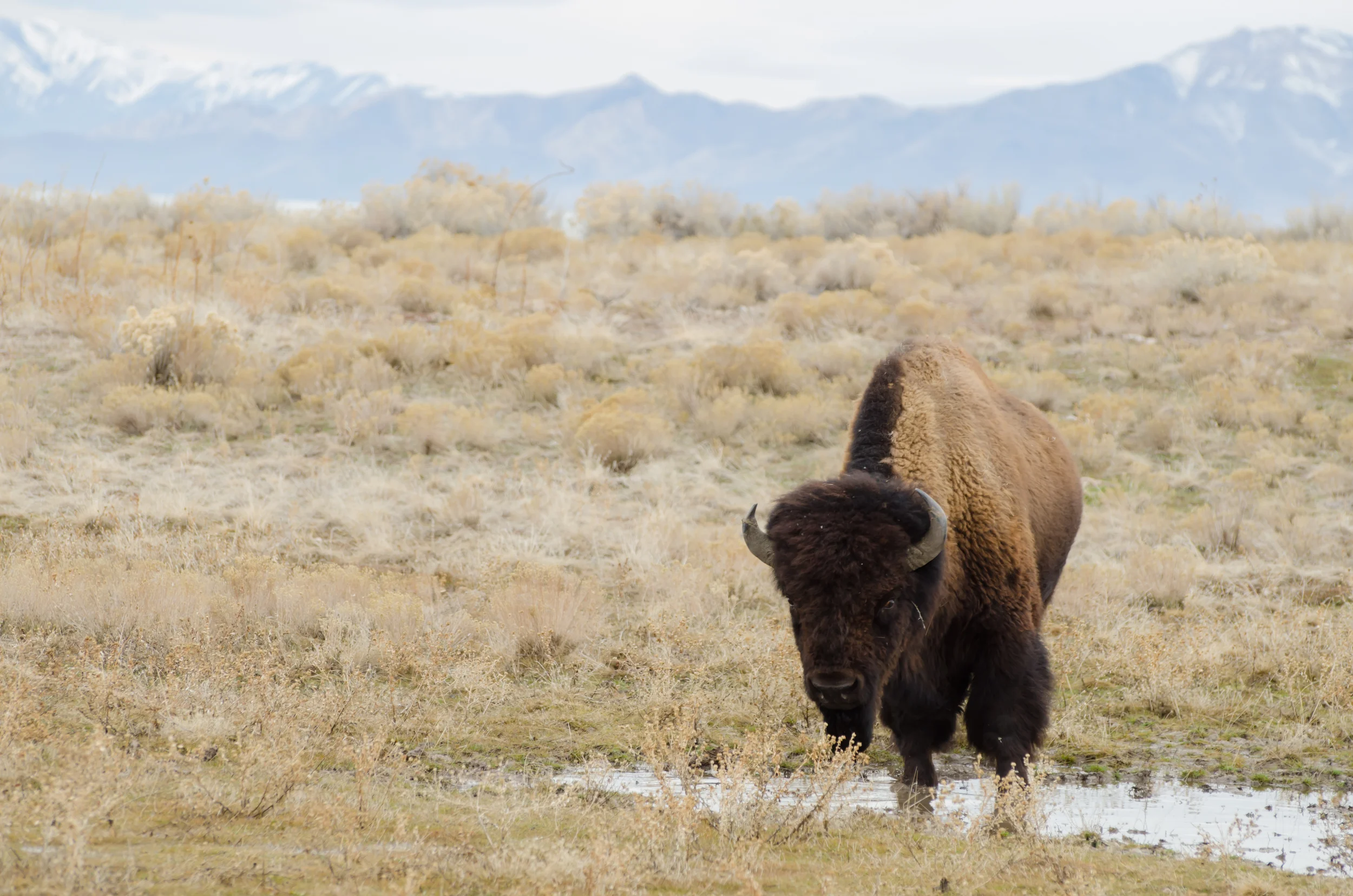 Antelope Island Buffalo Bison.jpg