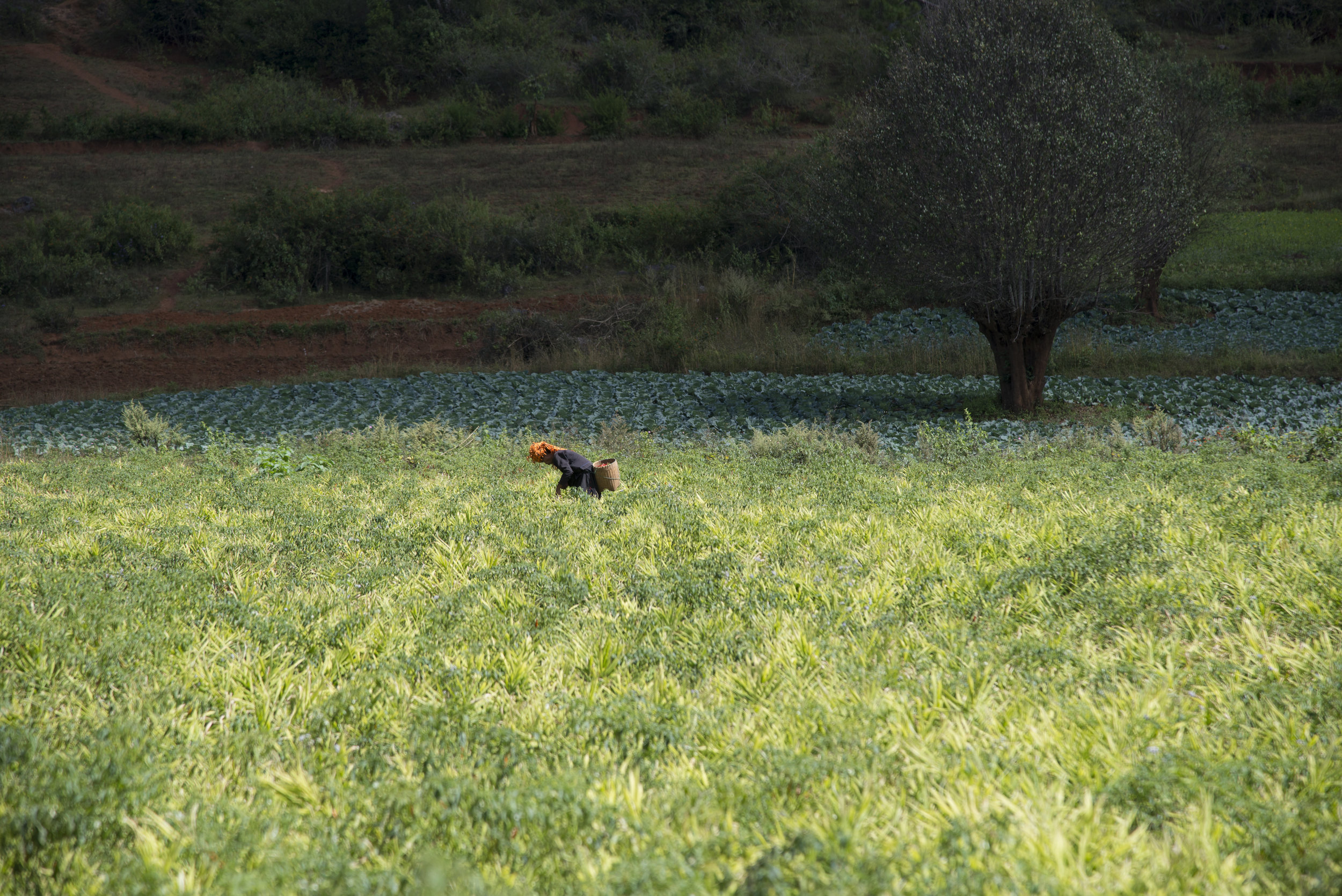 _4.14 Working the Field, Myanmar.jpg